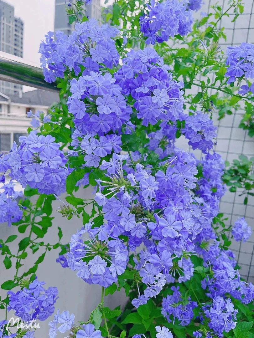 【蓝雪花】四季开花云南昆明基地直发阳台庭院地载盆栽