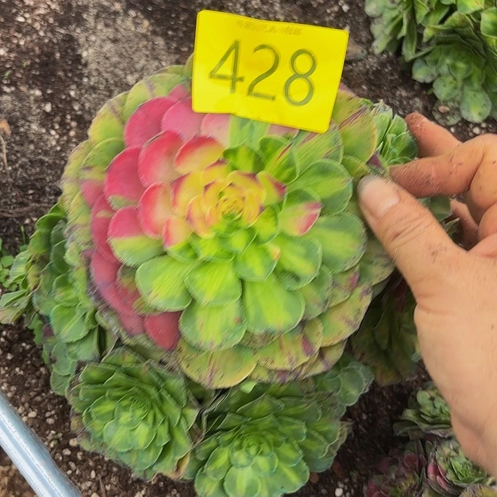 多肉植物知否428月