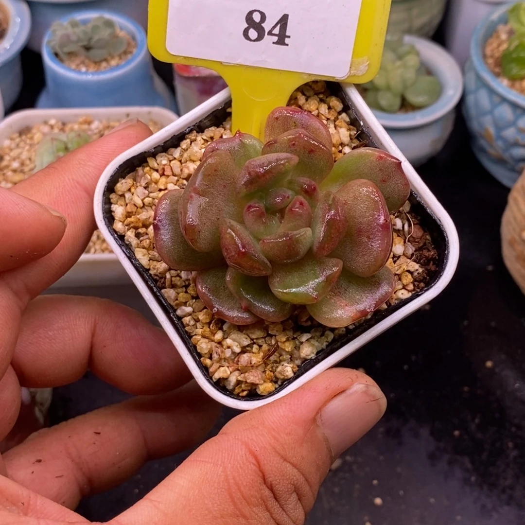 184开播福利，红恋拉丝锦……