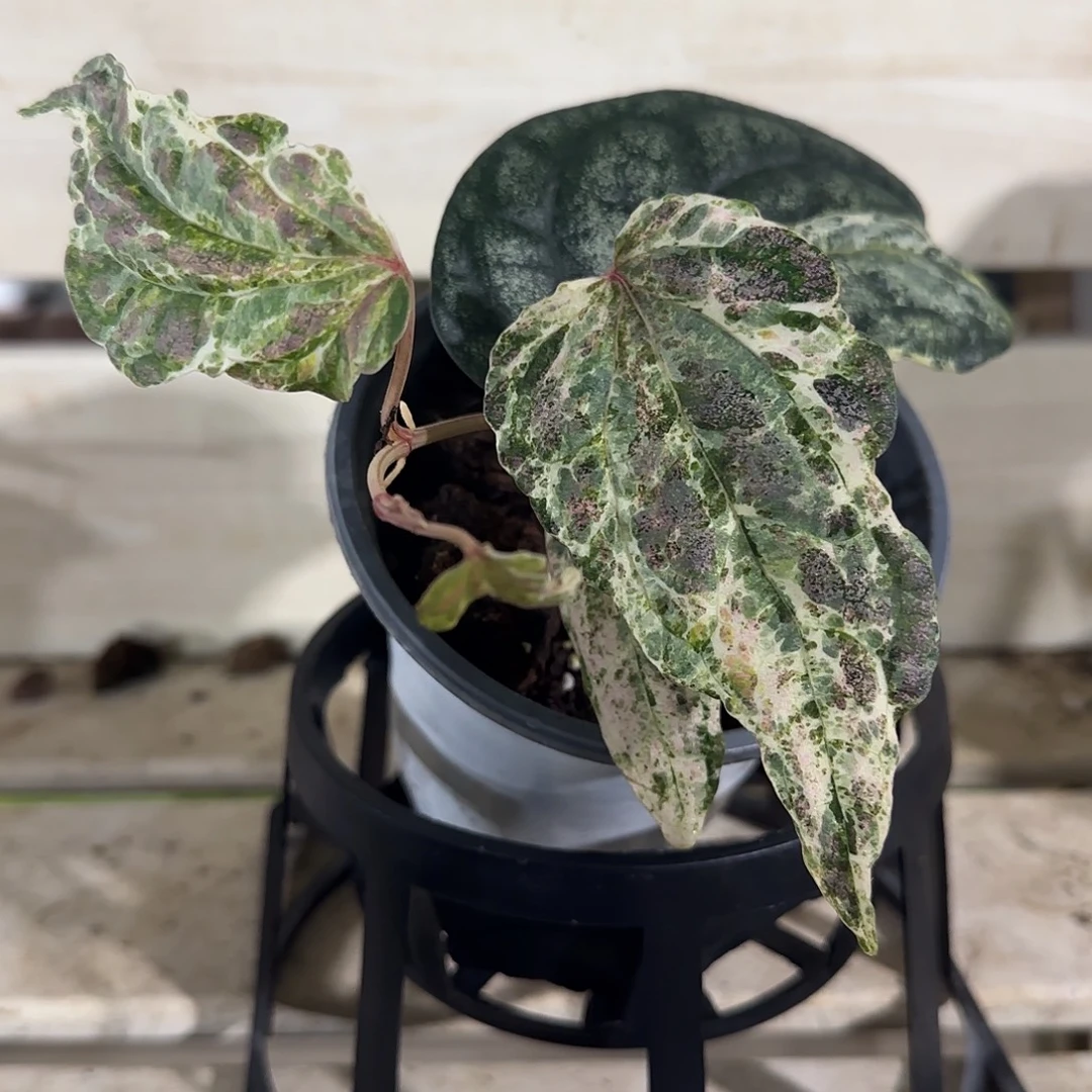 无花朵金属胡椒都这样