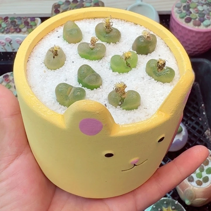 6026零下地区记得拍保温箱