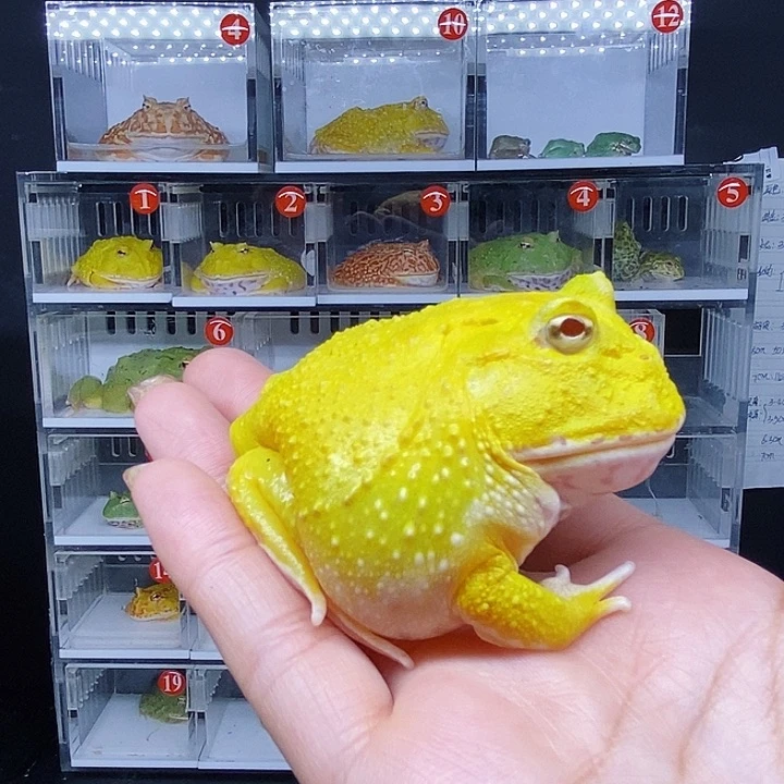 特价清仓促销蛙哇