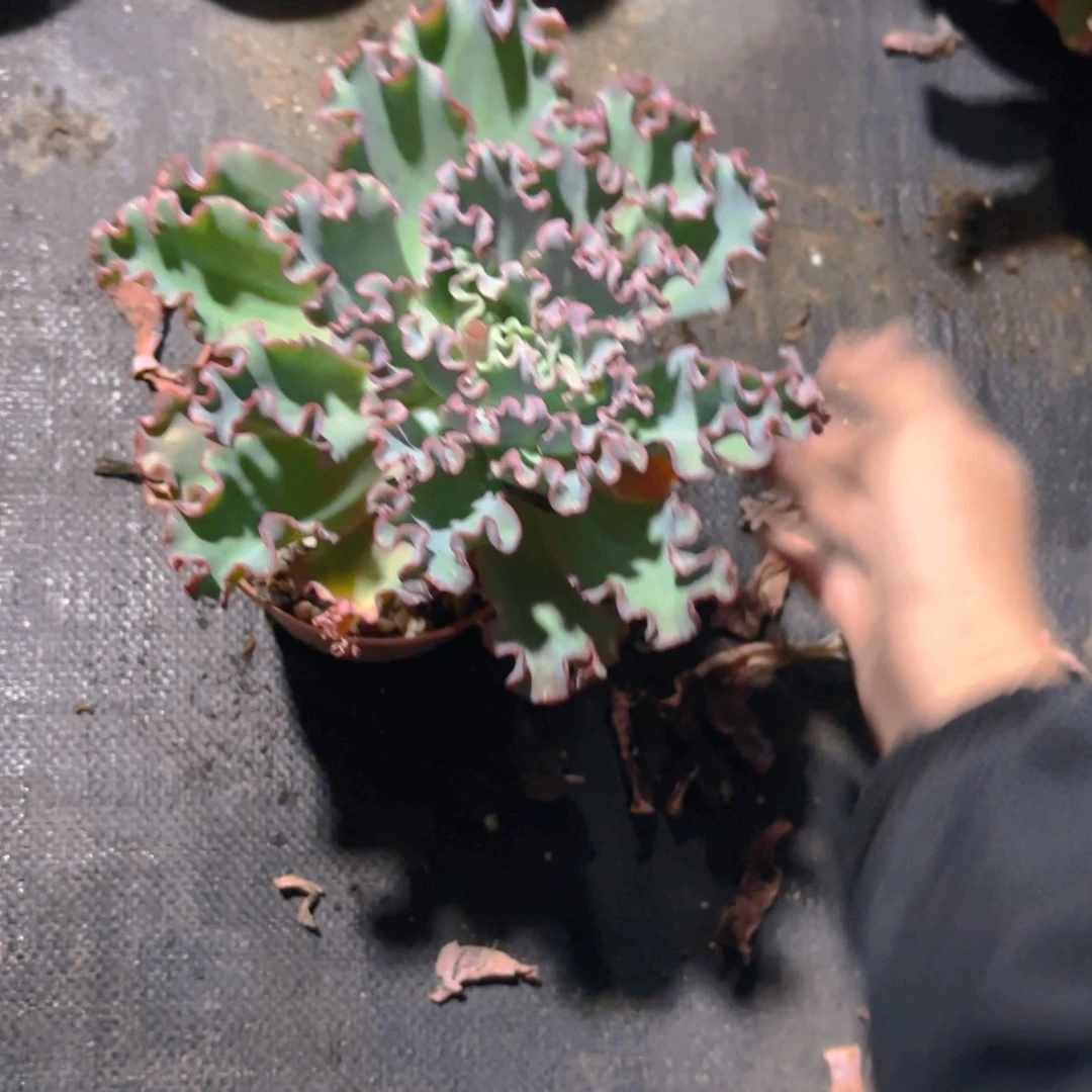 棉***花老桩水瓶座新疆包邮
