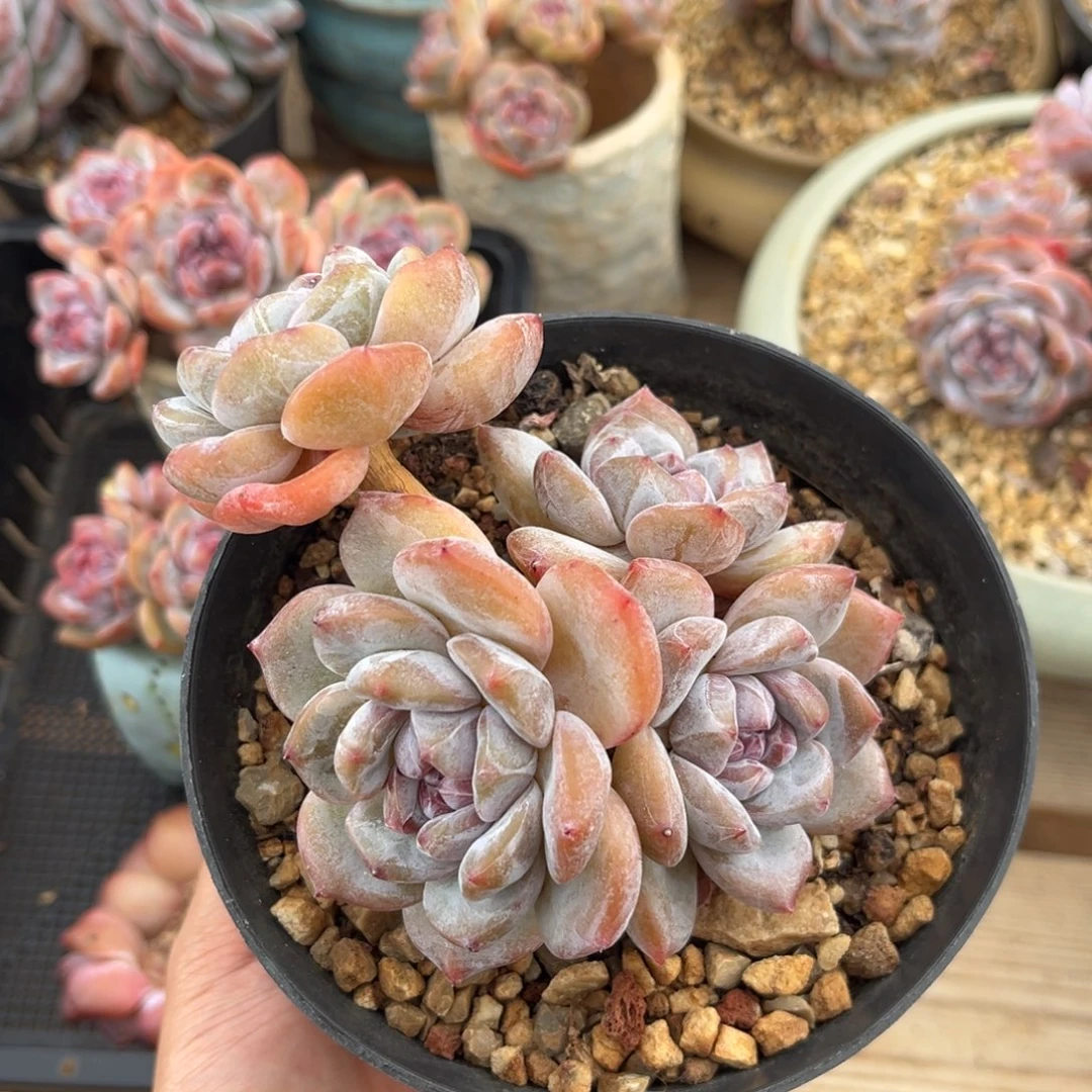 4头带飘枝哈哈哈哈