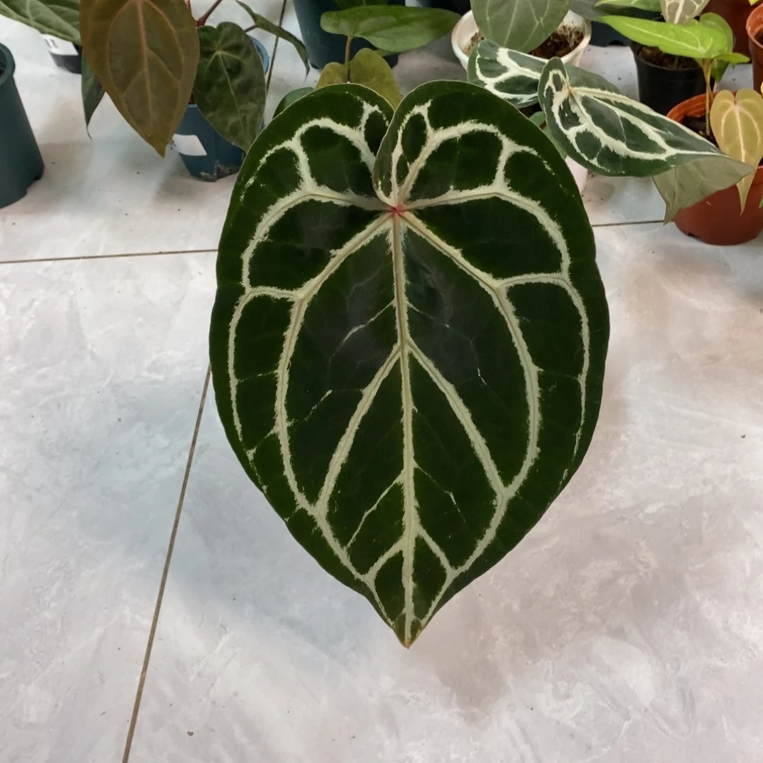 不开花植物红水晶杂