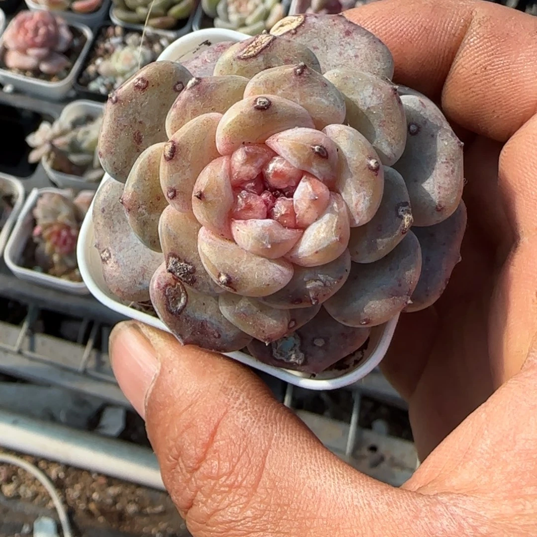 多肉小卡拉米糖心一物一拍