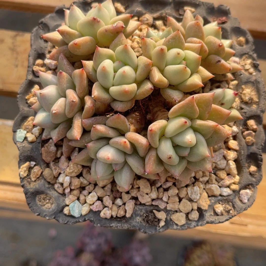 小**.37838383383883