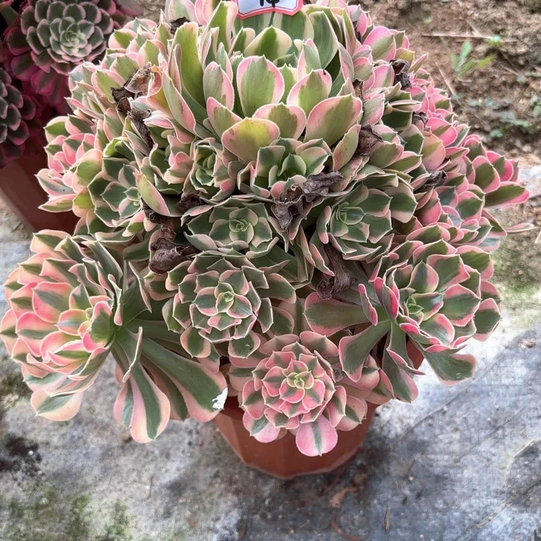 无花朵14女巫变易多肉植物