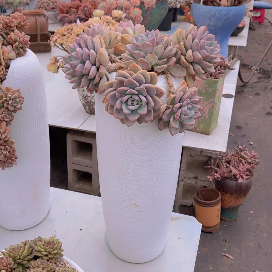 1奥普琳娜独有植物带盆