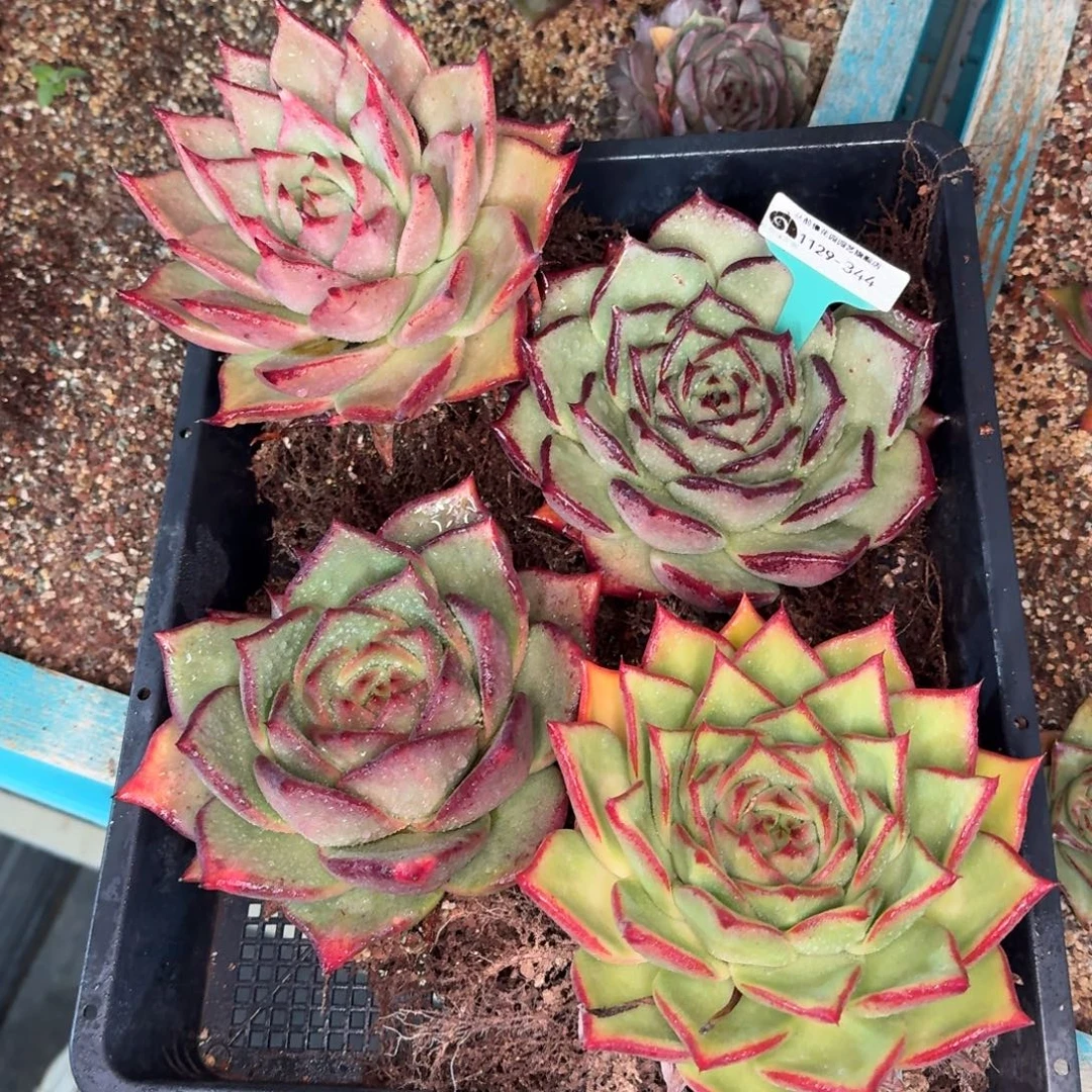 从前慢花园多肉编号1129.344