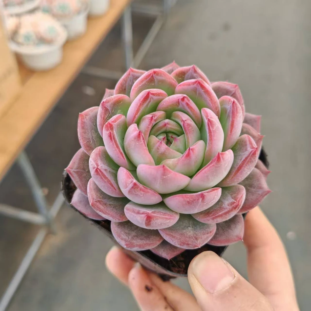 7#红鸾多肉植物     前男友精品多肉 A491