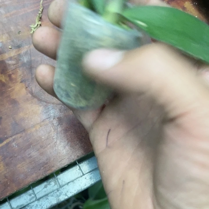 当前无花栽培后可以开花佛陀宝藏1.7瑕疵