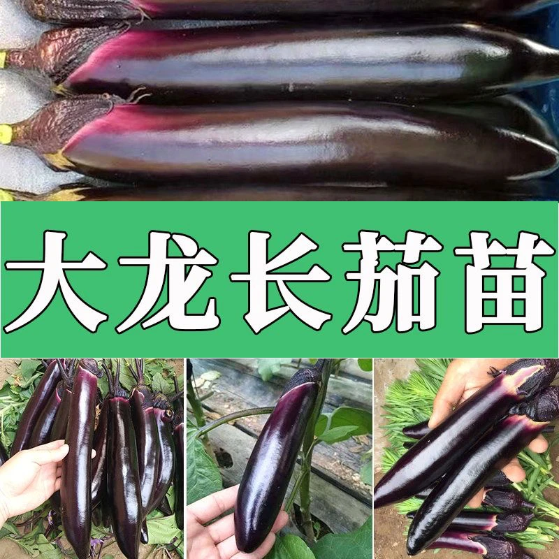 大龙长茄苗茄子种子紫茄长茄籽蔬菜种子蔬菜苗茄子苗种子蔬菜种子