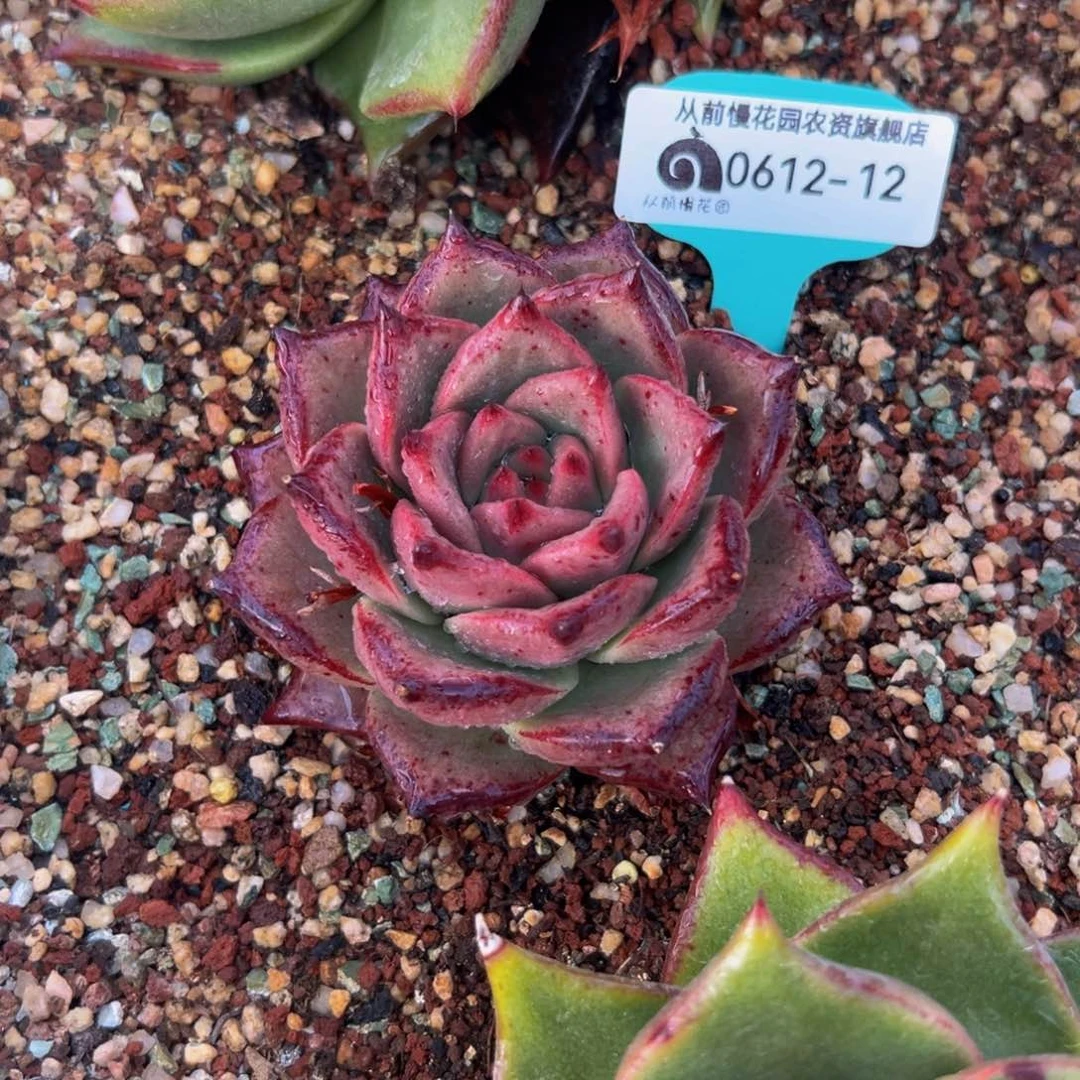 多肉一物一拍0612-12