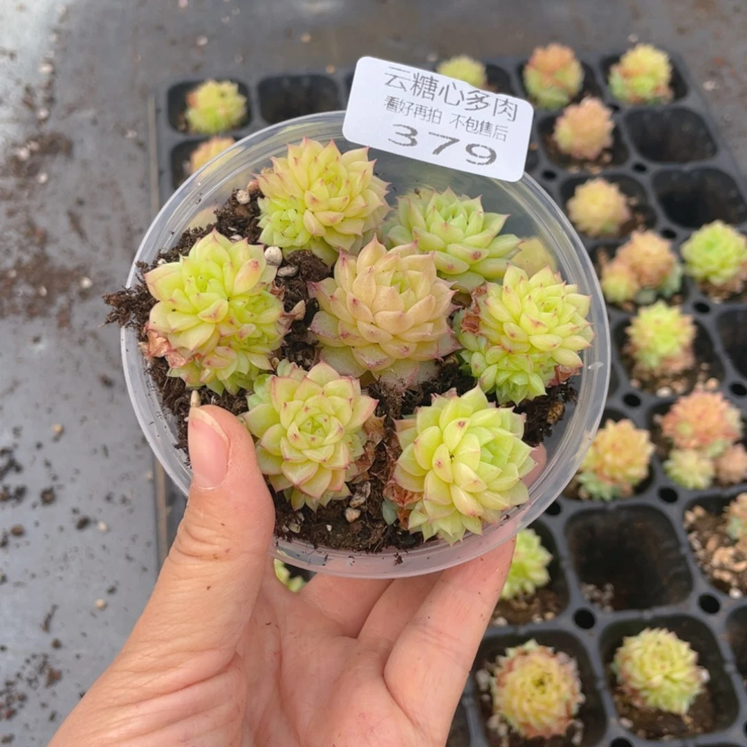 云糖心多肉植物379