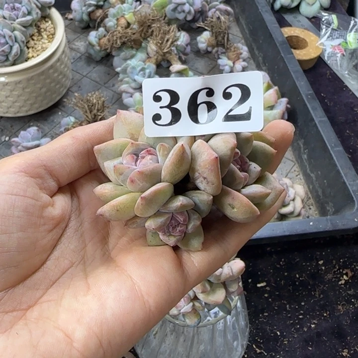 星影5头无根一物一拍362
