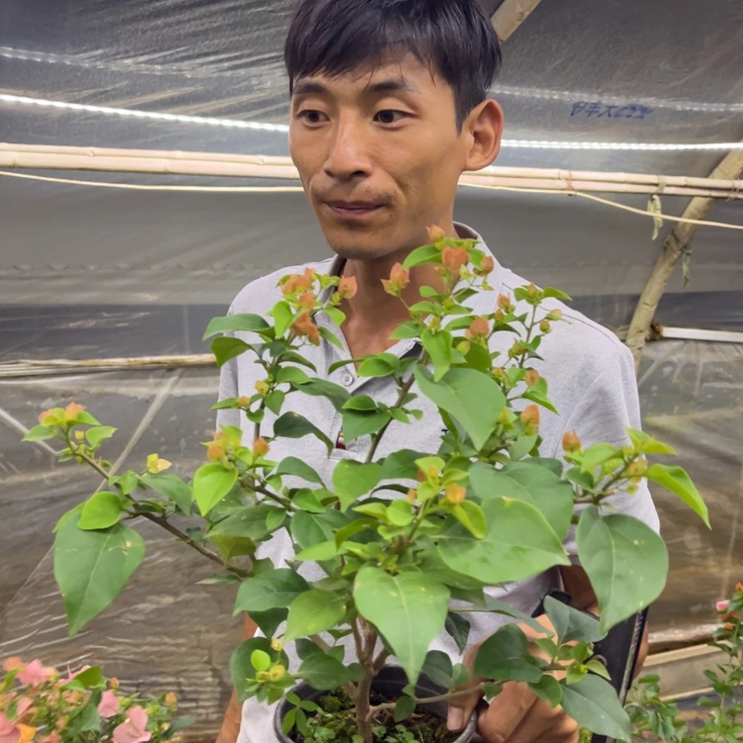 完全开放（绿叶台湾姑娘）三角梅会落花落叶会光杆苗有大有小