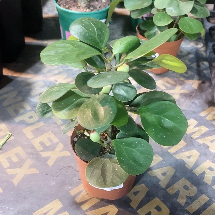 080菩提树块根 植物