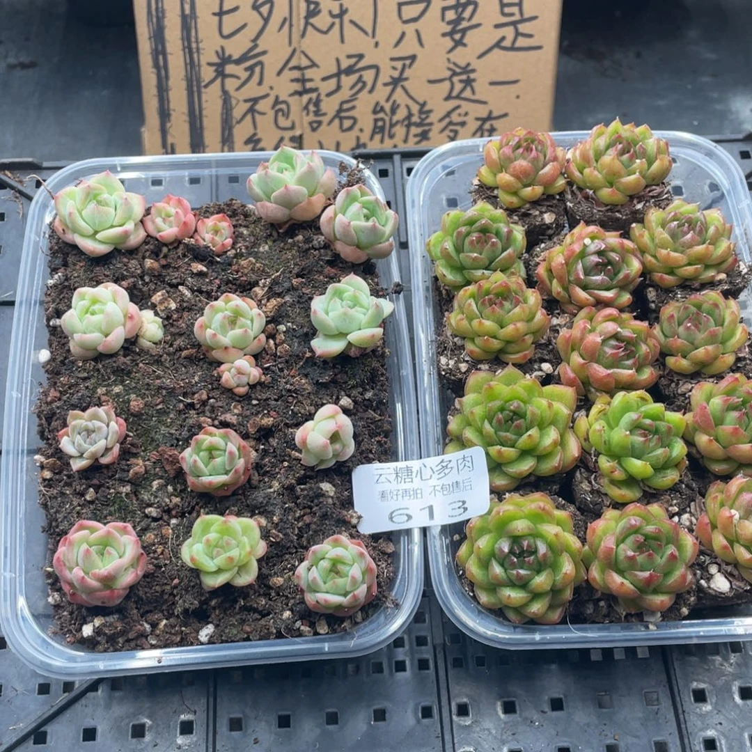 云糖心多肉植物613