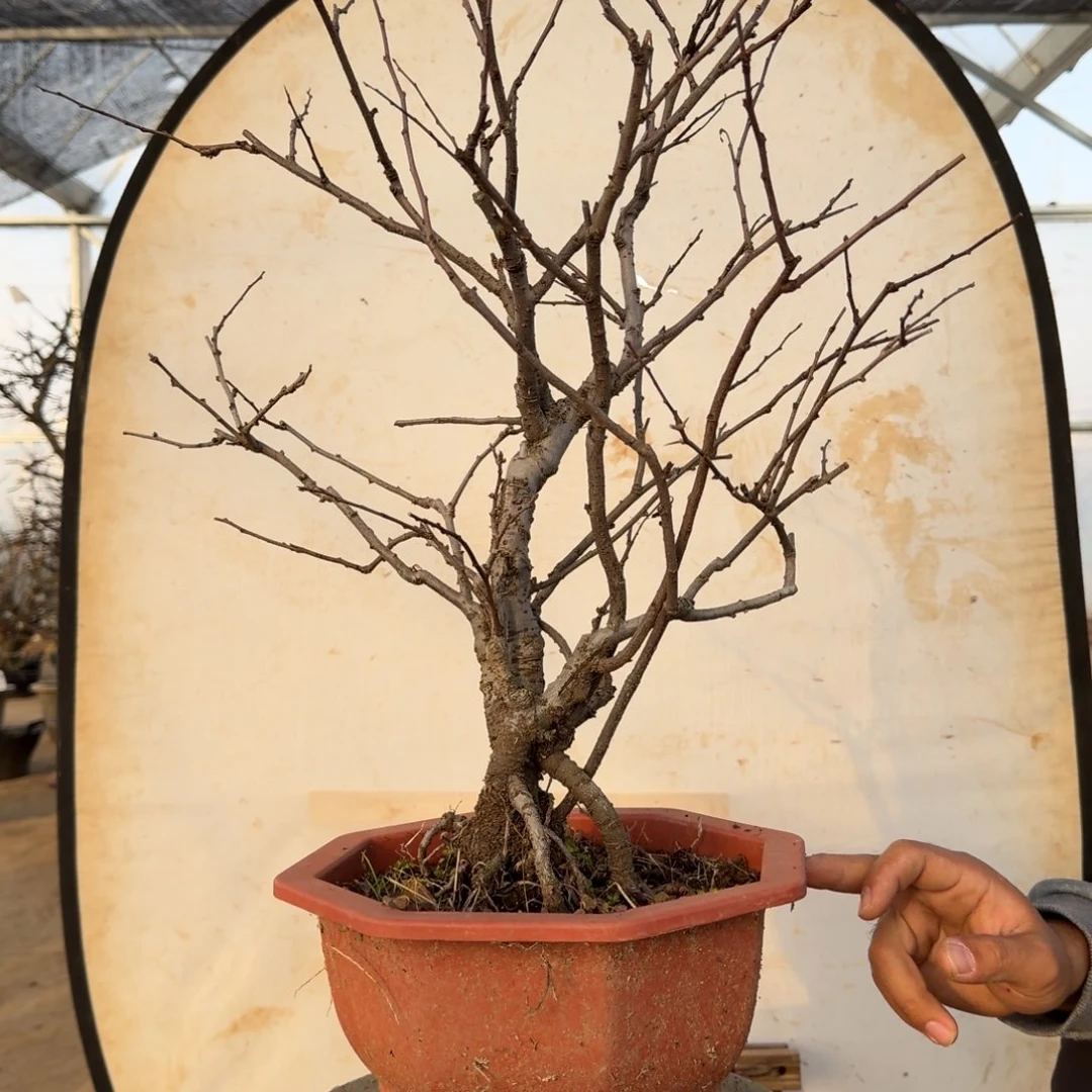 无花朵海棠花开了吗我的天啊