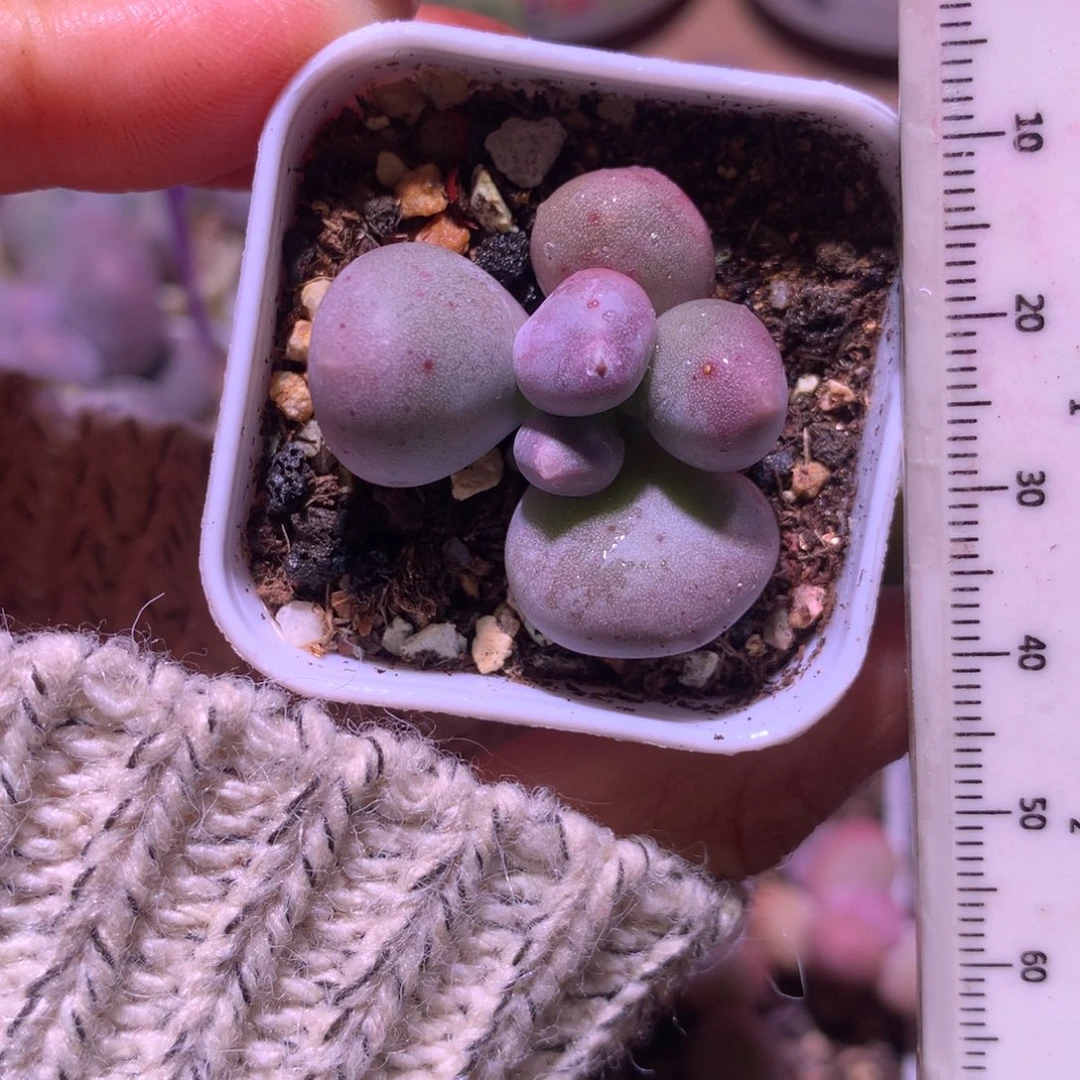 米可奶 不凑满28元发一片叶 不售后 到付