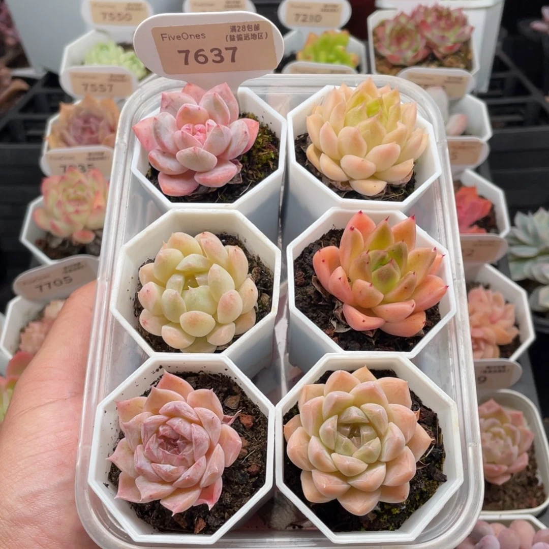 组合套餐共6颗7637