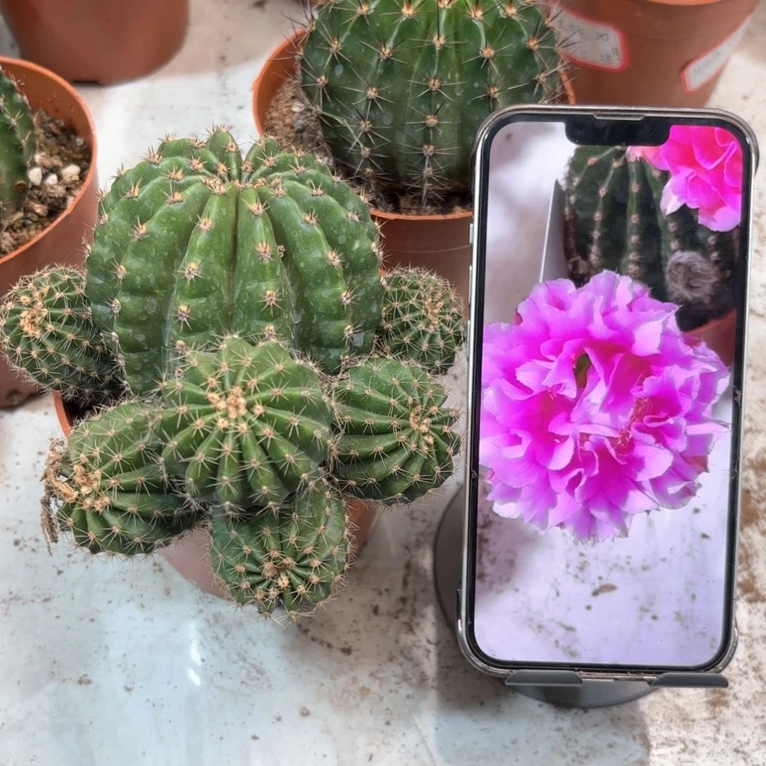 叶*彩草60号7公分左右