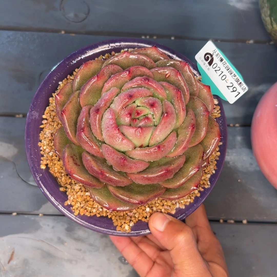 P**g多肉一物一拍0210-291