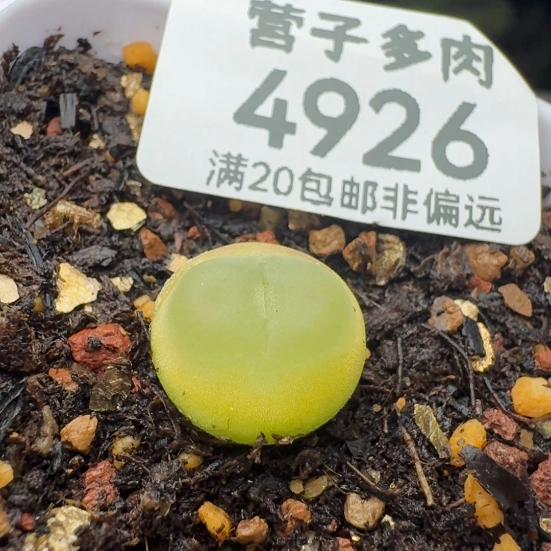 拉登1.3脱土1200