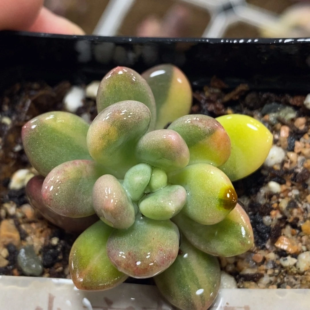 373灯美人锦单头带根