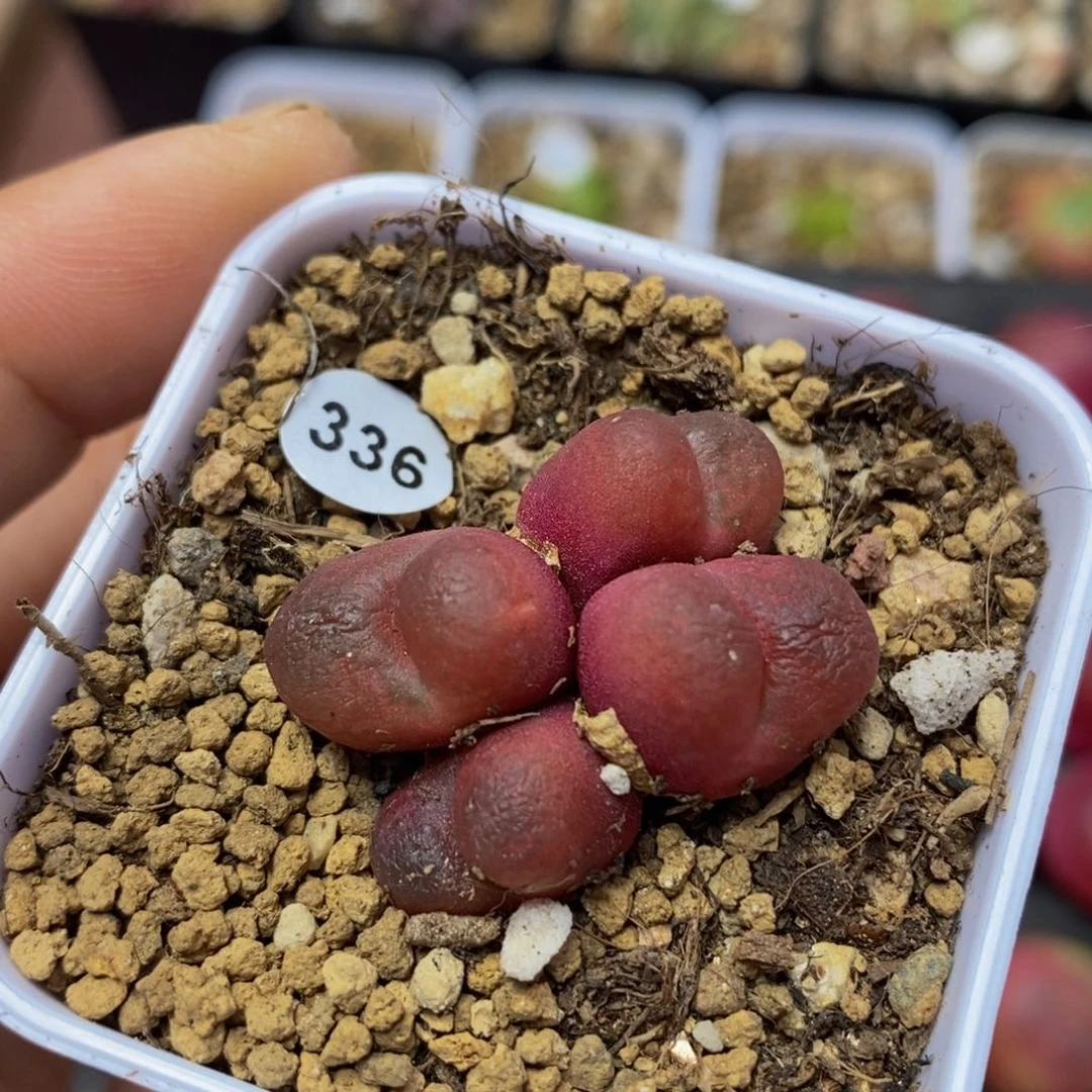 4头整体2.8cm多肉脱土336