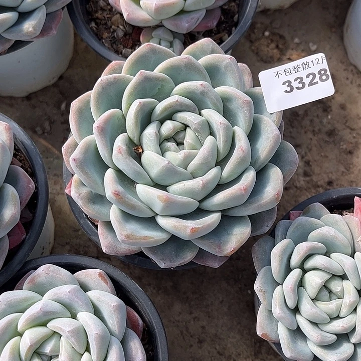 阿雅园艺。     3328