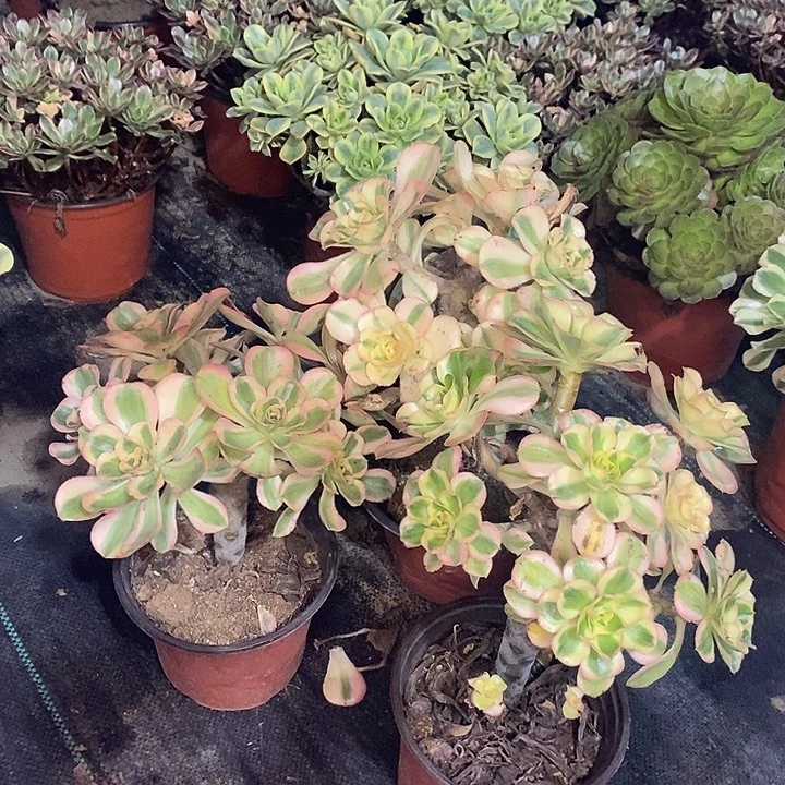三颗多肉植物077