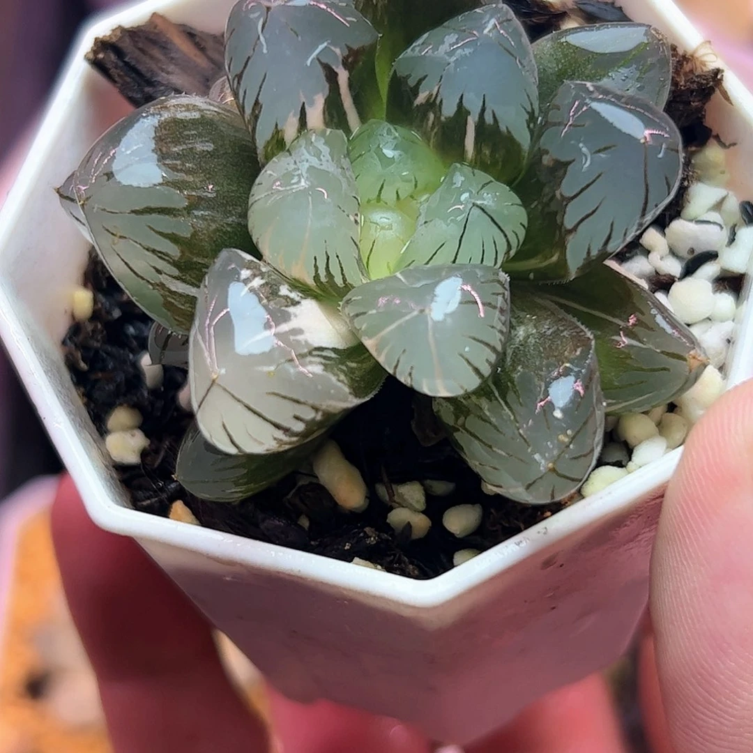 地泉锦十二卷多肉植物五公分