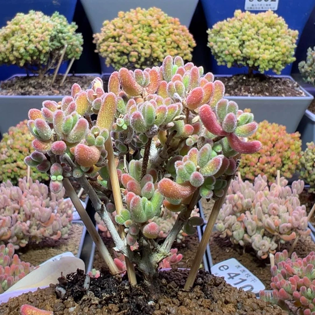 【闪购商品】e490荔枝糯米糍开播福利价