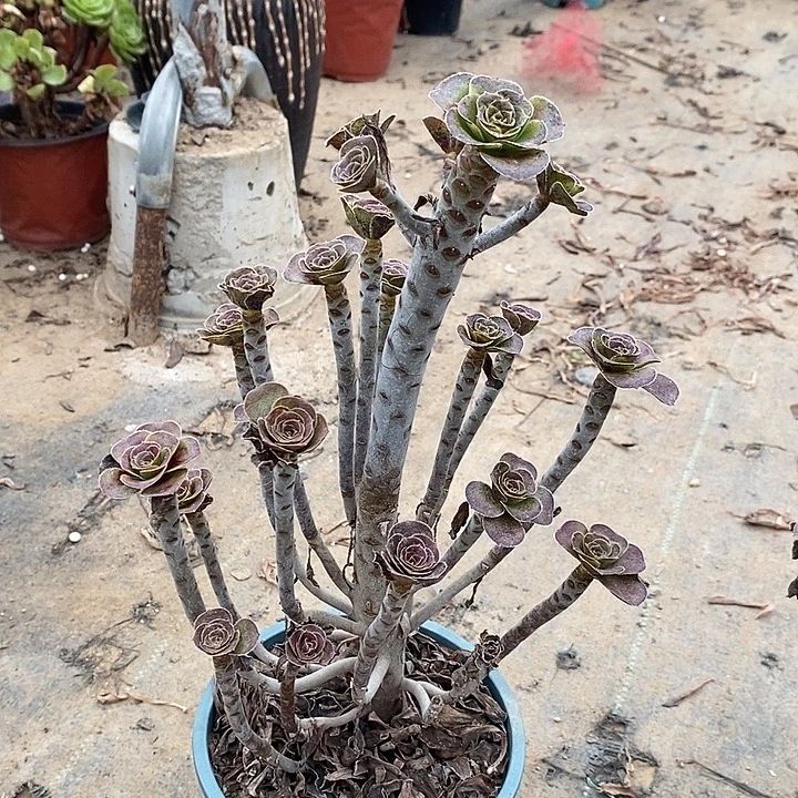 圆叶多肉植物082