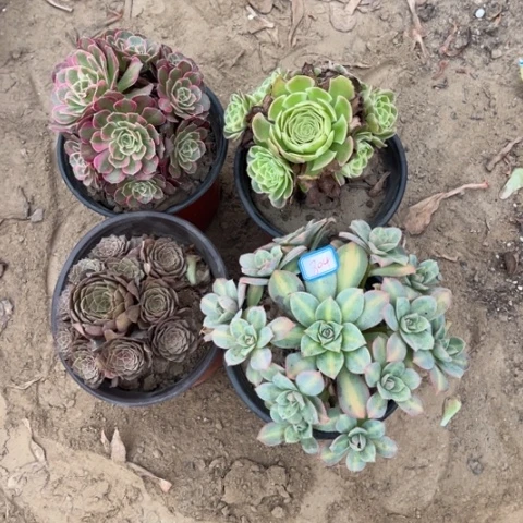 804多肉植物组合，