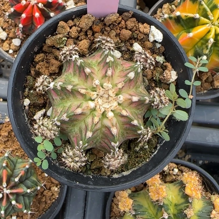 32-0125海神泰国发货多肉