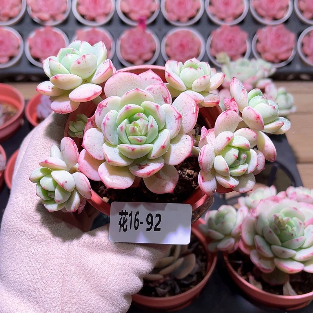 花利美16-92香草群