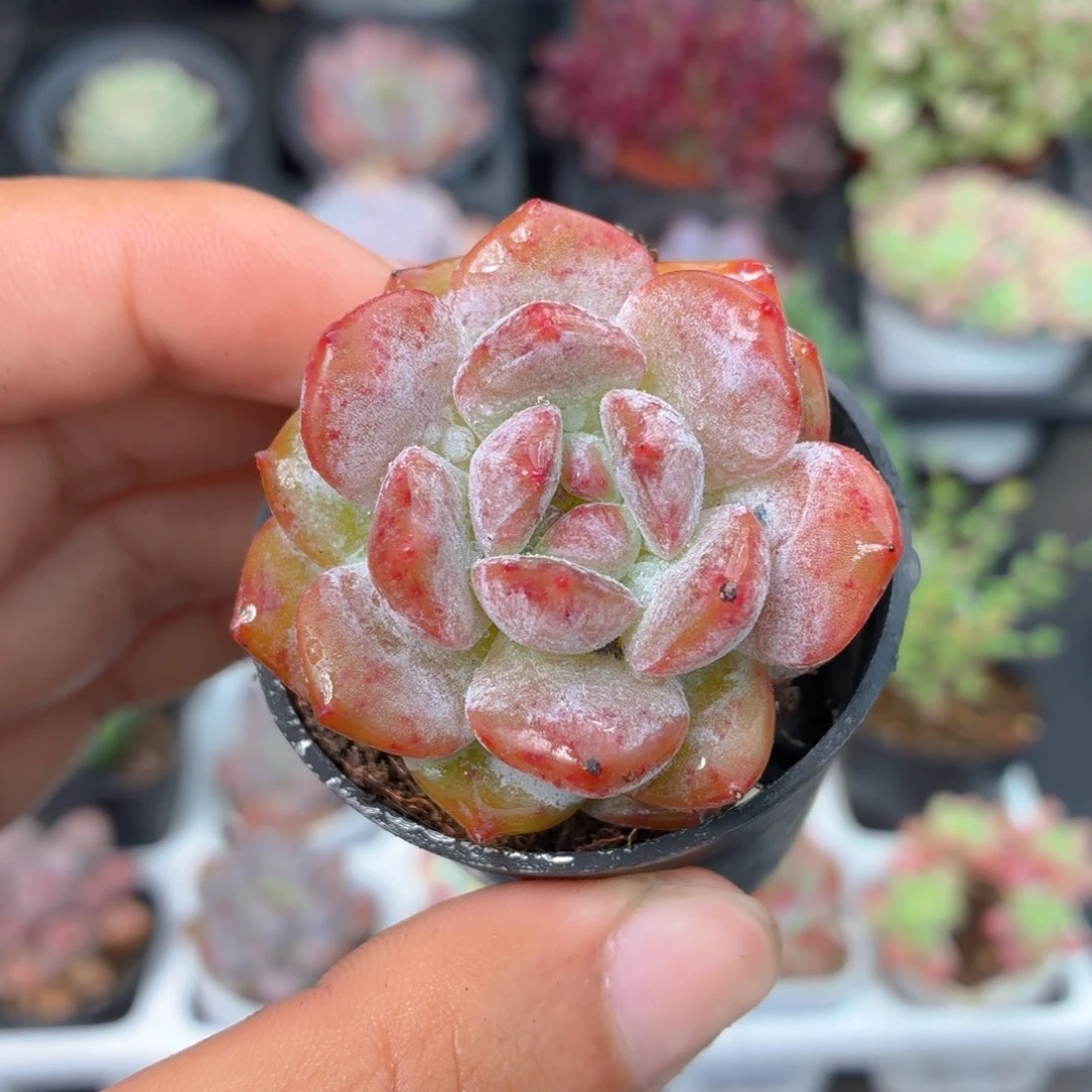 石榴籽多肉9.9包邮发货
