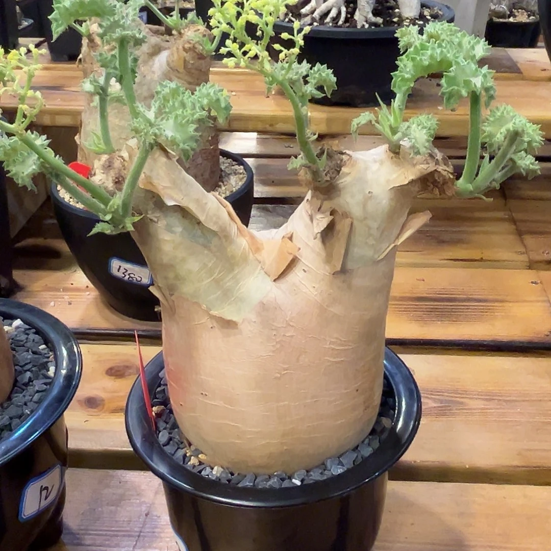 汤圆植物安哥拉葡萄翁1-50原价1380