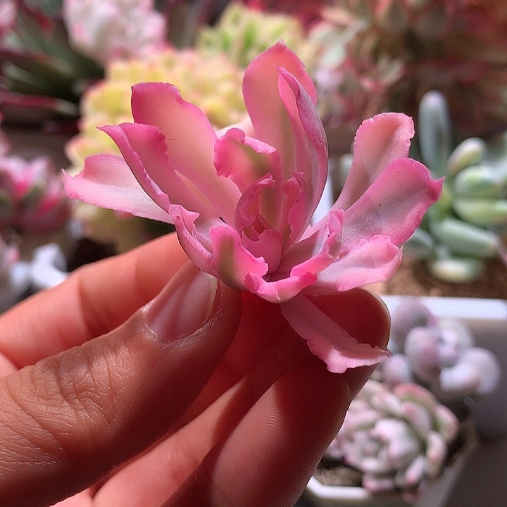 晚霞之舞锦腹轮锦