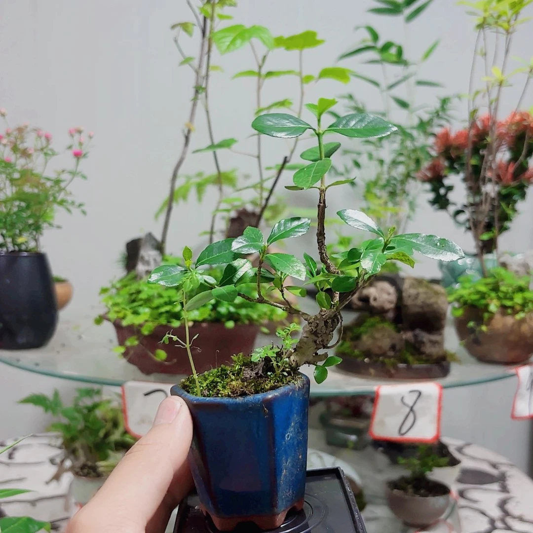 无花朵?****?一物一拍 所见即所得40