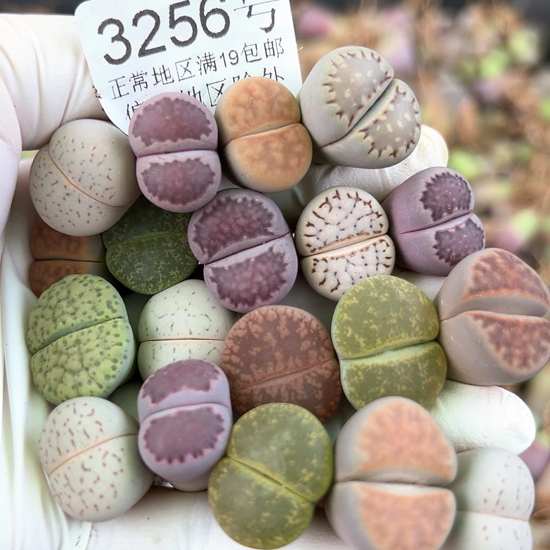 3256 好养易活生石花大母本19个