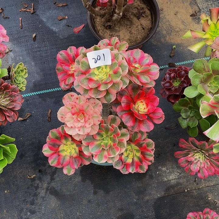 我***了架接法师一个201号一棵