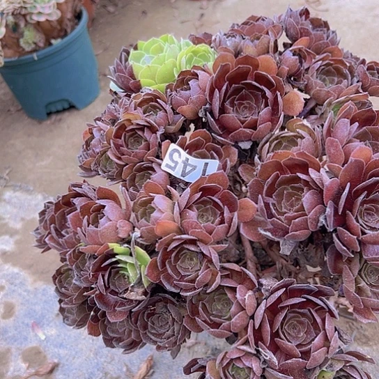 妙****多肉植物一个黑魔