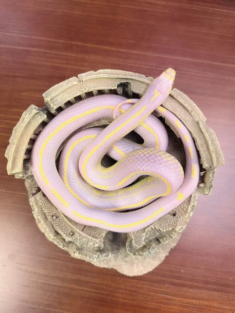 精品王蛇（白化sd）不含摆件
