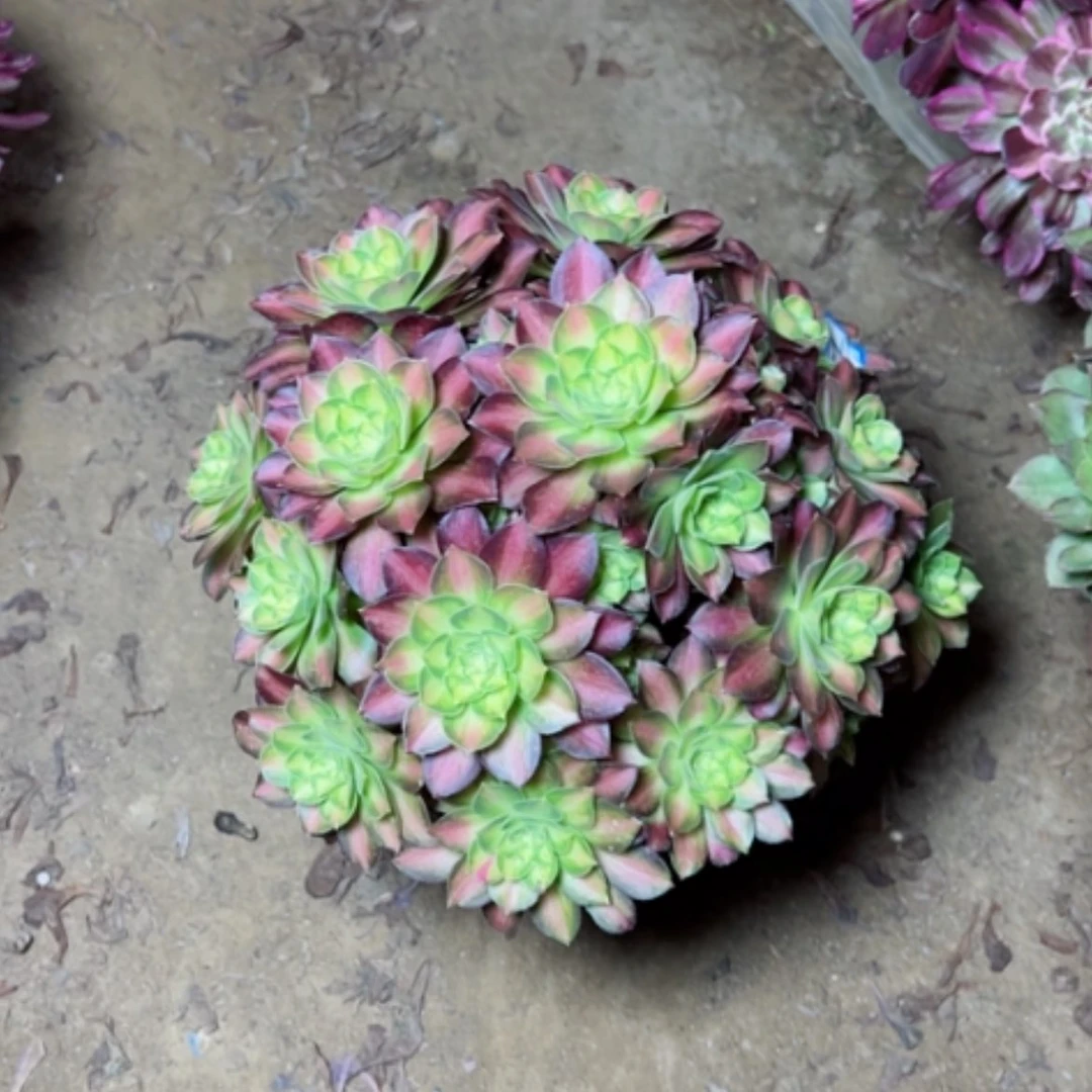 【闪购商品】多肉植物绍华37