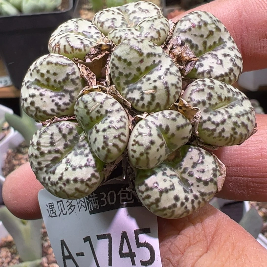 多肉植物11111111111