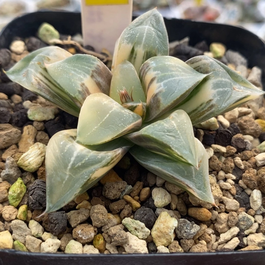 609实生寿锦一物一拍